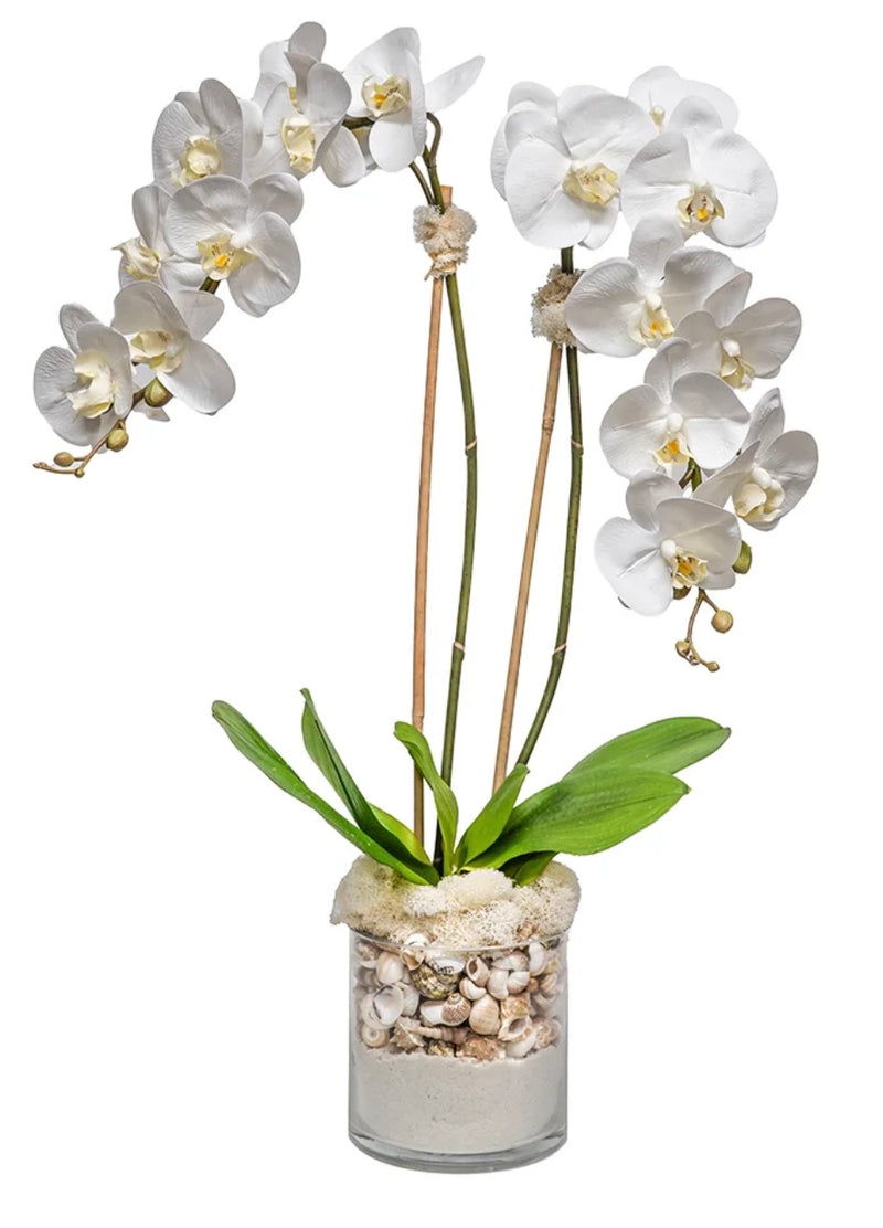 Orchids and Shells in a 6" Glass Vase