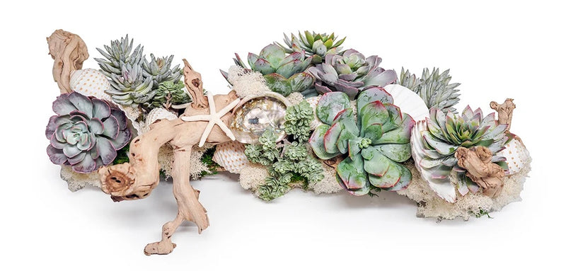 Grapewood Branch with Succulents and Shells