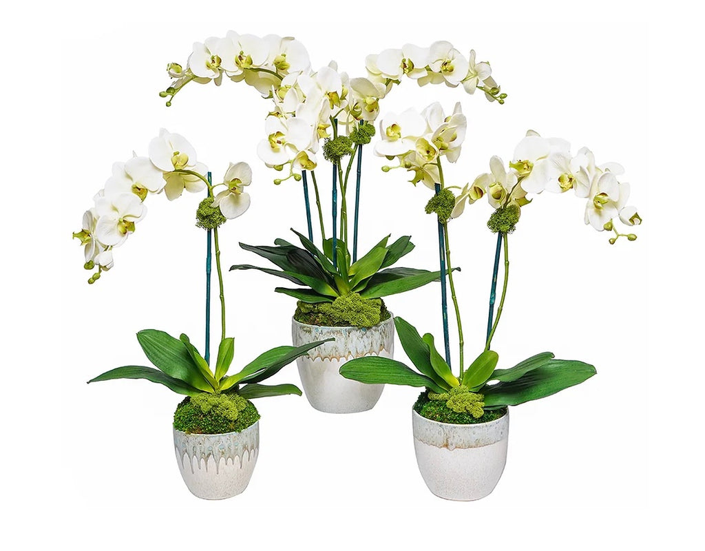 White Orchid in Pale Green Pot