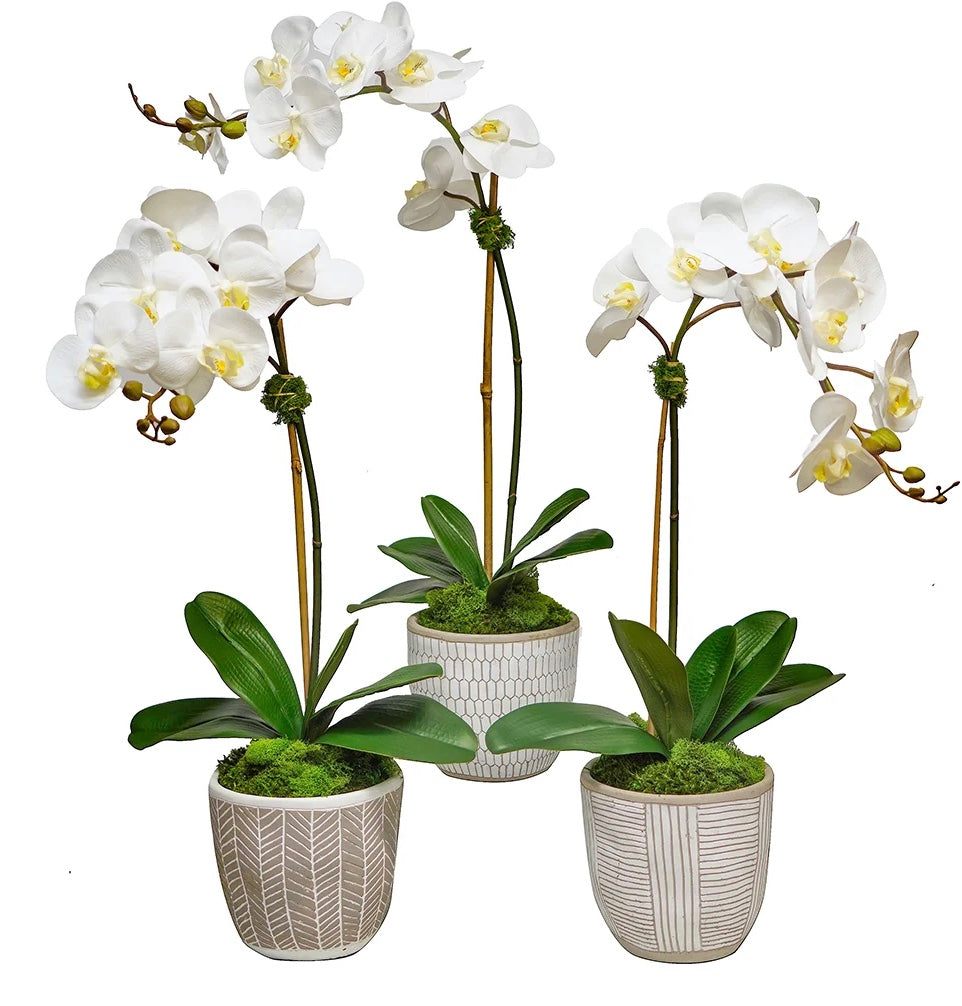 White Orchids in Grey & White Pot