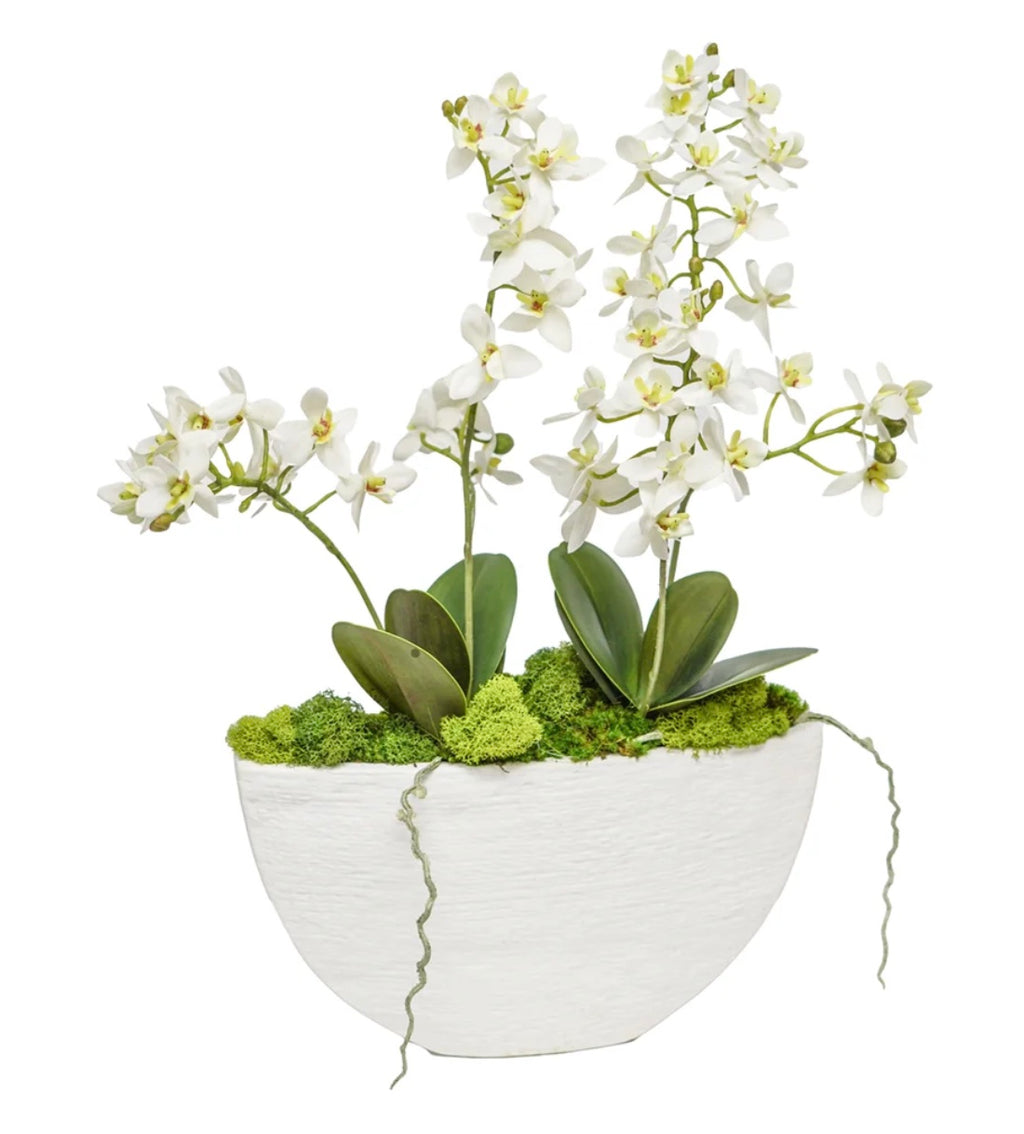 Mini Orchids in Small White Boat Vase