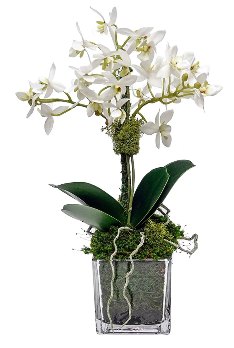 Miniature White Orchid in 3" Glass Cube