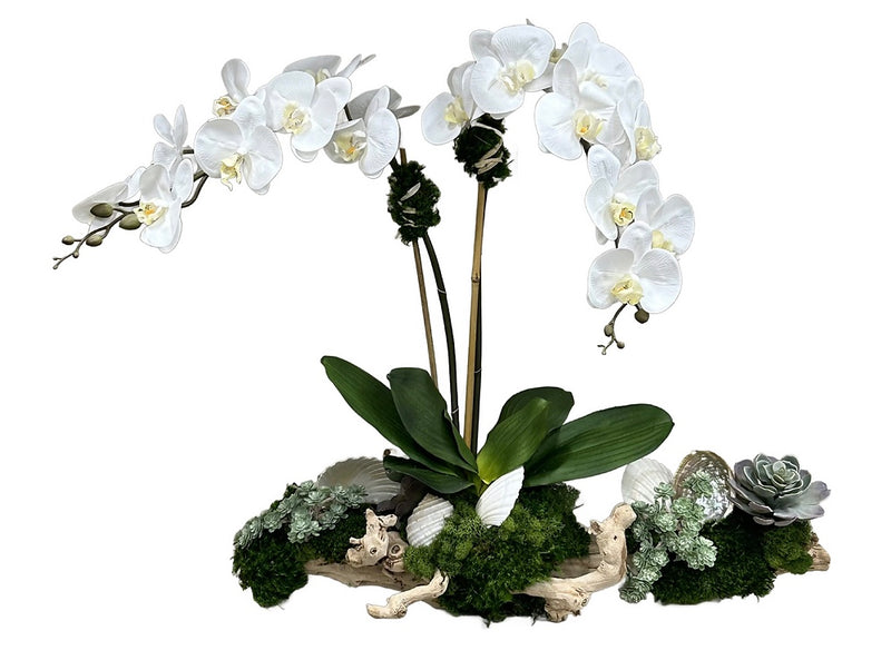 Grapewood Branch with Orchids, Succulents and Shells