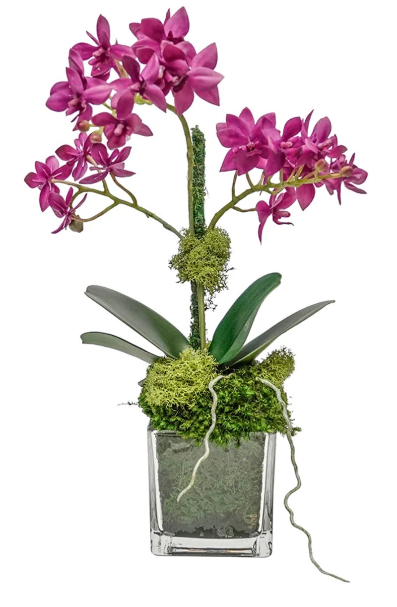 Miniature Orchid in 3" Glass Cube